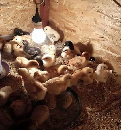 Baba Farm House *