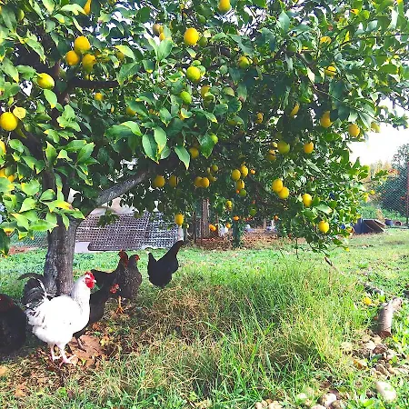 Baba Farm House Country house Antalya